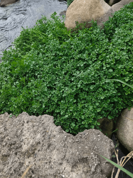 Watercress - 1
